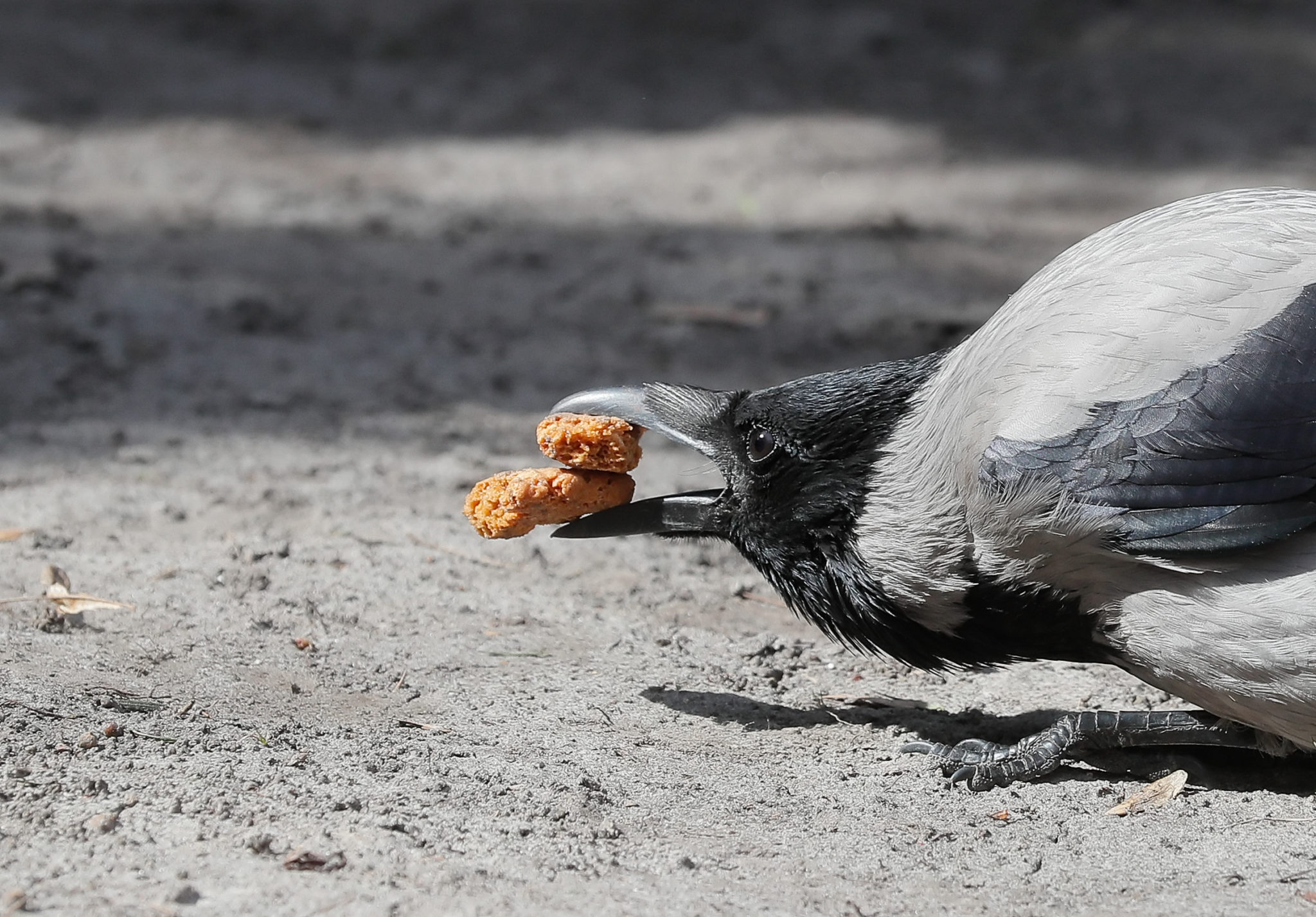 A crow snacks on cookies in downtown Kyiv. The Tribune