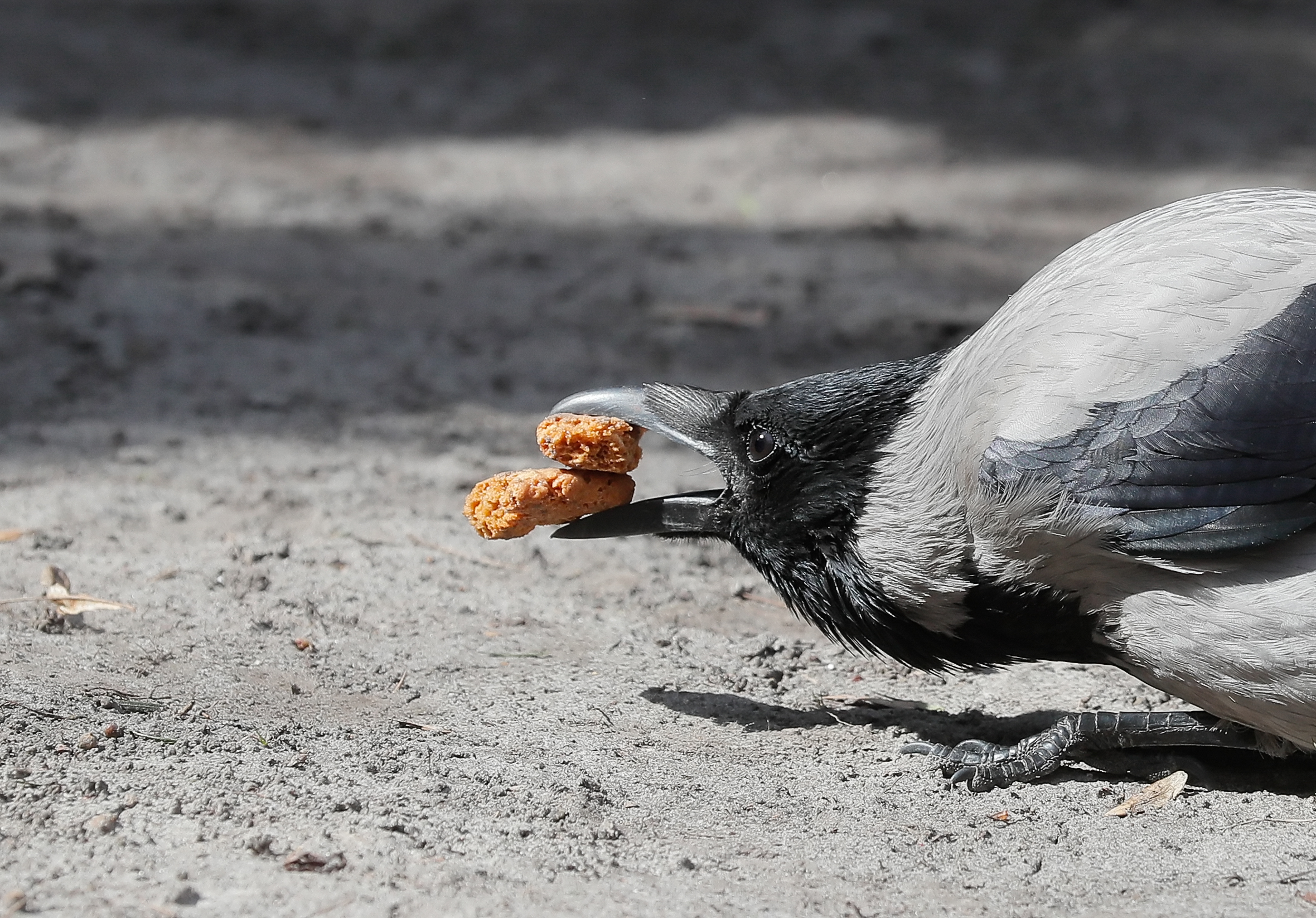 A crow snacks on cookies in downtown Kyiv. – The Tribune