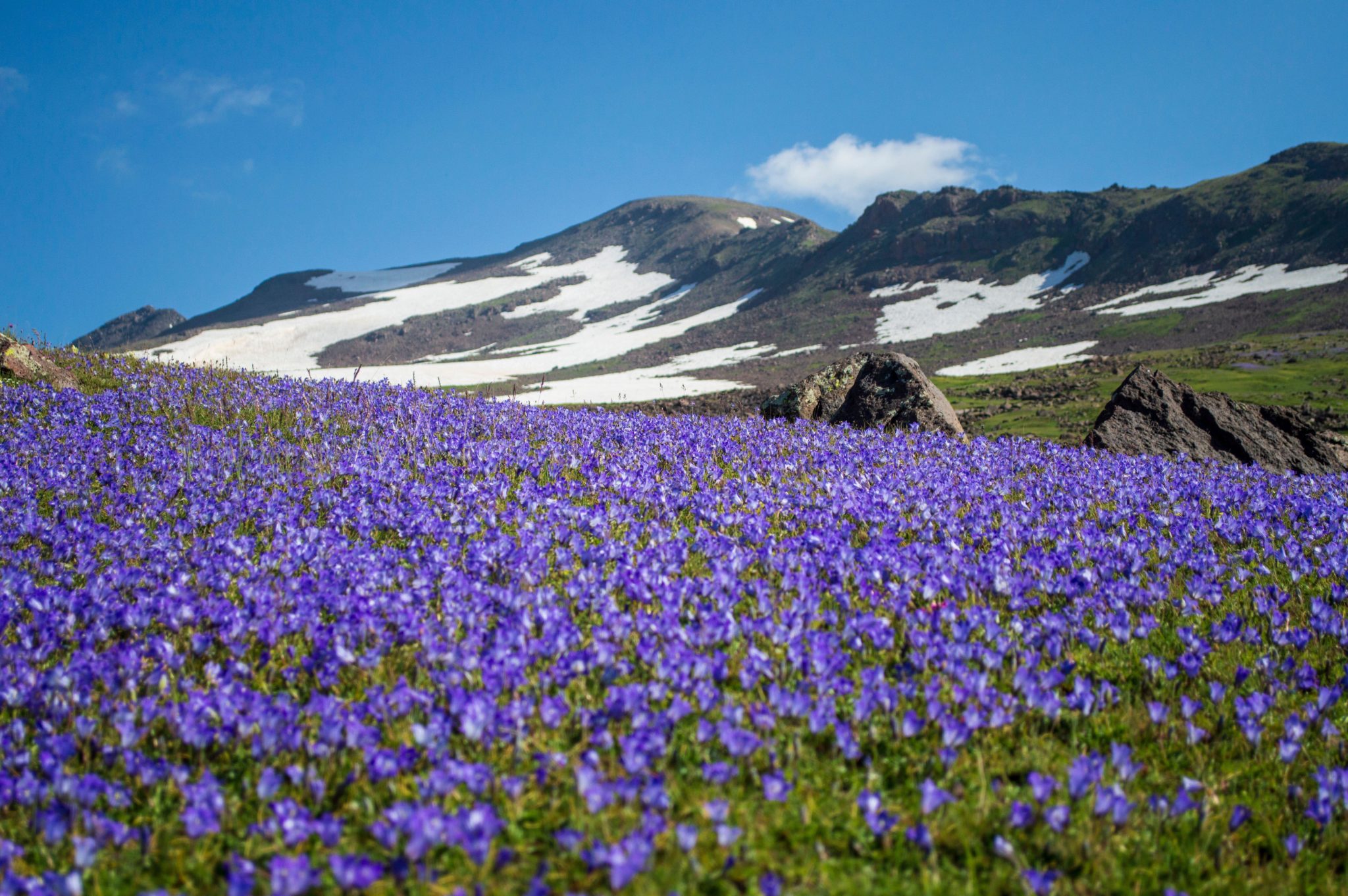 Wild flower field on the slopes of Mount Aragats, Armenia The Tribune